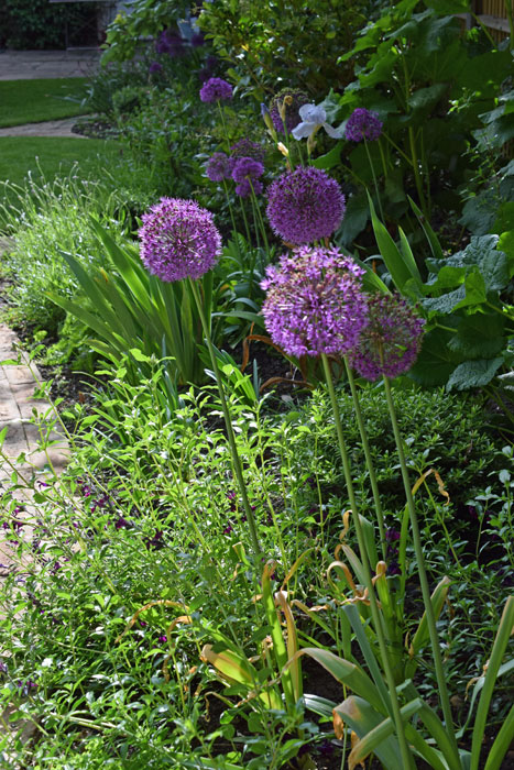 Spring bulbs amongst the planting - Alliums